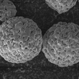 Hydroxyapatite Whisker (HAw)